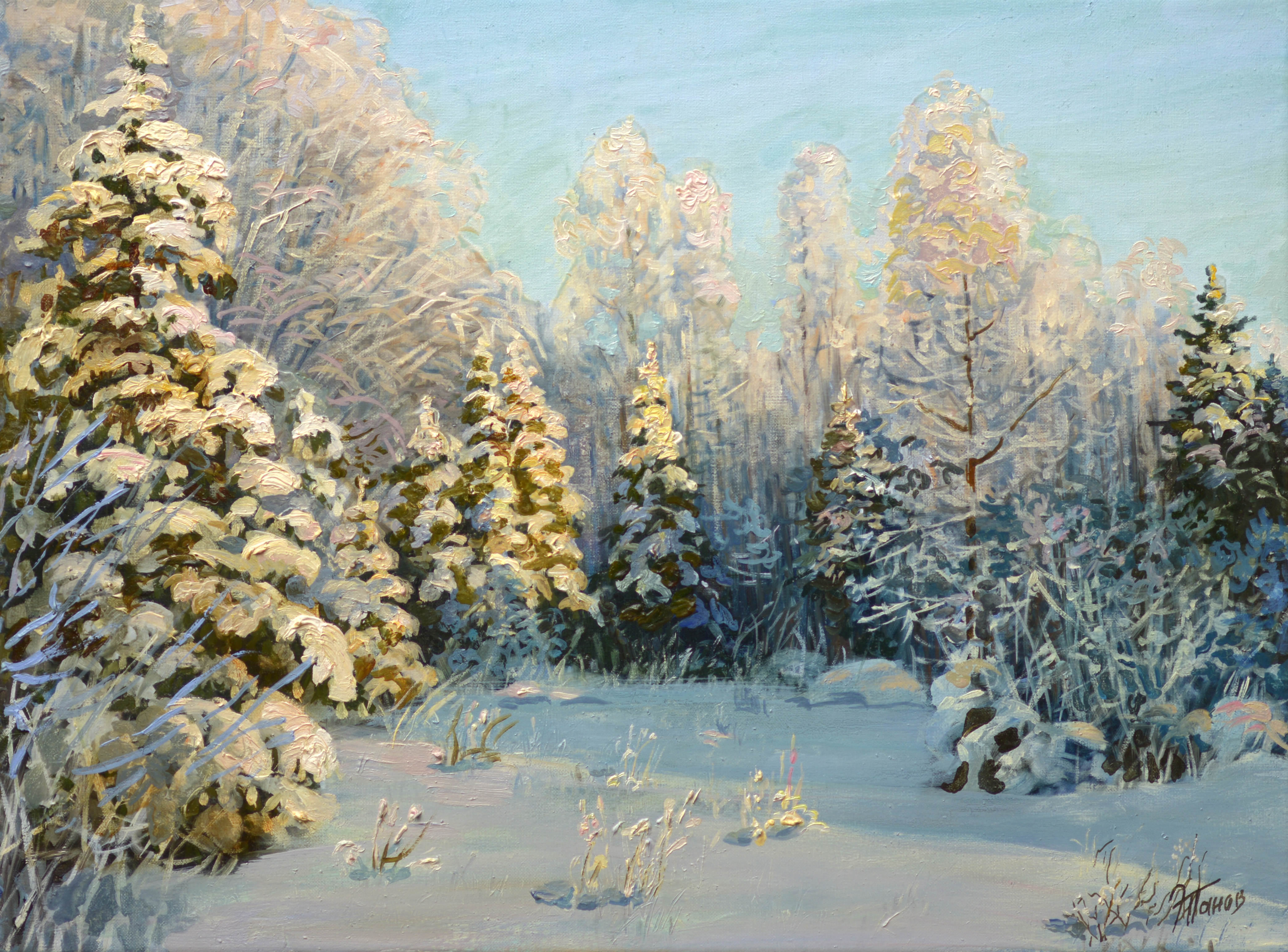Ели в снегу